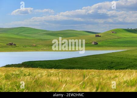Entre Apulia et Basilicate: Lac Basentello. Poggiorsini (ITALIE).paysage vallonné: lac entouré de champs de maïs. Banque D'Images