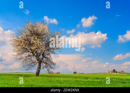 Arbre isolé en fleur sur champ de maïs non mûr avec ciel de nuages à Apulia, Italie. Banque D'Images