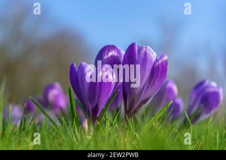 Great Torrington, North Devon, Angleterre. Mardi 2 mars 2021. Météo Royaume-Uni. Au début de l'après-midi de mars, la combinaison de soleil et de crocus colorés lui donne l'impression d'être au printemps est juste au coin de la rue dans North Devon. Crédit : Terry Mathews/Alay Live News Banque D'Images