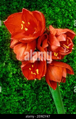 Amaryllis est le seul genre de la sous-tribu Amaryllidinae (tribu Amaryllideae). C'est un petit genre de bulbes à fleurs, avec deux espèces Banque D'Images