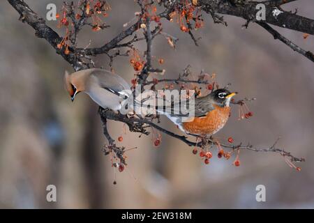 Le Robin des bois d'Amérique, le Turdus migratorius, et un waxwing de Bohème, le Bombycilla garrulus, perchés sur une branche d'arbre Banque D'Images