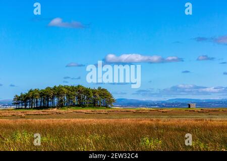 Vue sur la réserve naturelle nationale de Whiteford, derrière Whiteford Sands Plage la plus au nord sur la péninsule de Gower près de Swansea in Pays de Galles du Sud Royaume-Uni Banque D'Images