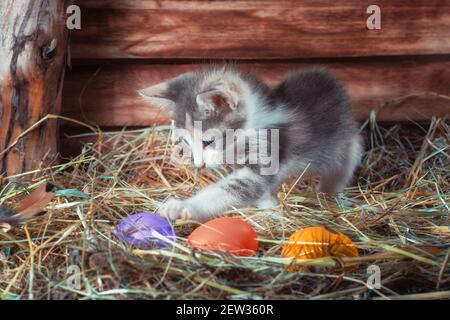 pâques chassez un petit chaton tricolore dans un coop de poulet avec œufs colorés Banque D'Images