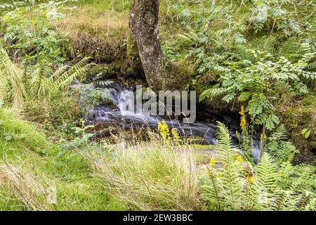 Un ruisseau sur le parc national d'Exmoor au début de l'automne - Weir Water près de Robbers Bridge, Somerset UK Banque D'Images