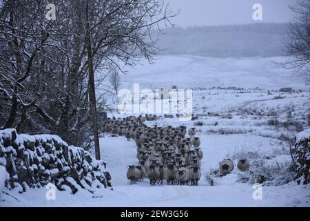 Moutons écossais à flanc noir dans la neige, Château Douglas, Dumfries et Galloway Banque D'Images