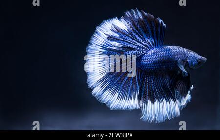 Betta poisson combat bleu, isolé sur un fond noir, un bel animal de compagnie. Banque D'Images