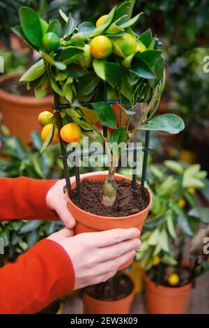 Homme mains avec calamondin citrus dans pot de plante. Calamansi également connu sous le nom de calamondin, citron ou lime philippin, est un citron économiquement important Banque D'Images