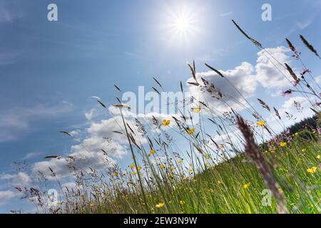 Prairie humide riche en fleurs, Kielder Water & Forest Park, Northumberland, Royaume-Uni Banque D'Images