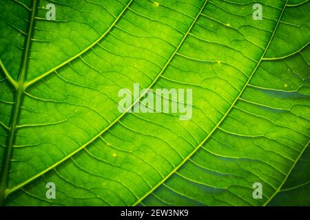 Feuilles vertes avec lignes et surface détaillées. Banque D'Images