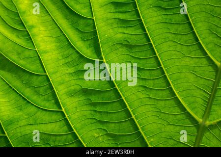 Feuilles vertes avec lignes et surface détaillées. Banque D'Images