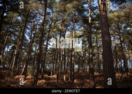 Wisley & Ockham Common Forest, Chatley Heath Surrey Royaume-Uni 2021 février hiver Banque D'Images