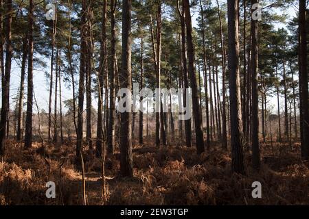 Wisley & Ockham Common Forest, Chatley Heath Surrey Royaume-Uni 2021 février hiver Banque D'Images