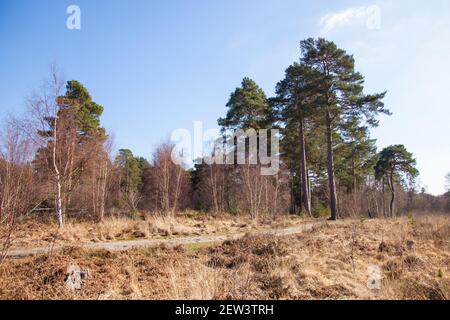 Wisley & Ockham Common Forest, Chatley Heath Heathland dans le Surrey Royaume-Uni 2021 février hiver Banque D'Images