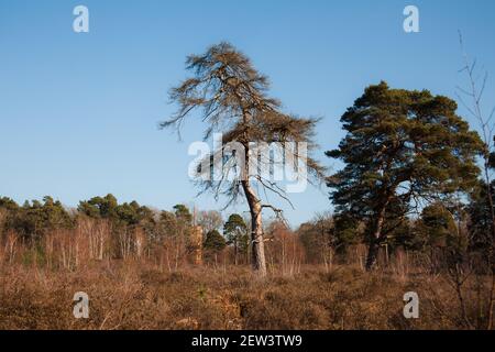 Wisley & Ockham Common Forest, Chatley Heath Heathland dans le Surrey Royaume-Uni 2021 février hiver Banque D'Images