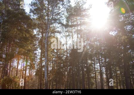 Wisley & Ockham Common Forest, Chatley Heath Surrey Royaume-Uni 2021 février hiver Banque D'Images