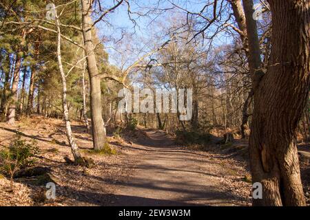 Wisley & Ockham Common Forest, Chatley Heath Heathland dans le Surrey Royaume-Uni 2021 février hiver Banque D'Images