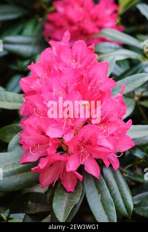 Rhododendron 'Broughtonii', gros plan de fleurs rose-rouge vif. Banque D'Images