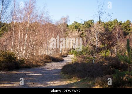 Wisley & Ockham Common Forest, Chatley Heath Heathland dans le Surrey Royaume-Uni 2021 février hiver Banque D'Images