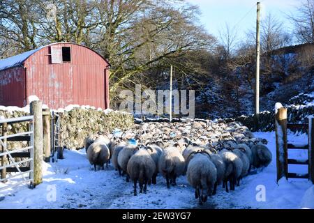 Moutons écossais à flanc noir dans la neige, Château Douglas, Dumfries et Galloway Banque D'Images