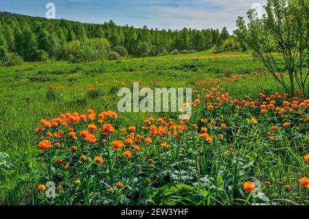 Paysage de printemps ensoleillé et lumineux avec le globe-flowers sauvage (Trolllius asiaticus) sur la prairie près de la forêt Banque D'Images