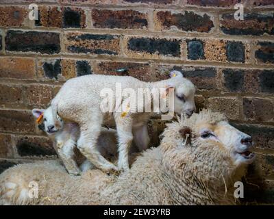 Mignon nouveau-né mouton Shetland jumeaux d'agneau couché sur la brebis mère dans la grange, Ecosse, Royaume-Uni Banque D'Images
