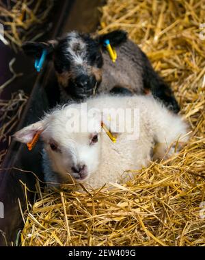 Mignon nouveau-né mouton Shetland jumeaux d'agneau, un blanc et un a Katmoget coloration, couché dans la paille dans la grange, Écosse, Royaume-Uni Banque D'Images