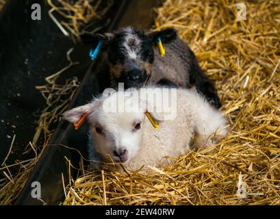 Mignon nouveau-né mouton Shetland jumeaux d'agneau, un blanc et un a Katmoget coloration, couché dans la paille dans la grange, Écosse, Royaume-Uni Banque D'Images