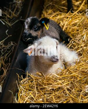 Mignon nouveau-né mouton Shetland jumeaux d'agneau, un blanc et un a Katmoget coloration, couché dans la paille dans la grange, Écosse, Royaume-Uni Banque D'Images