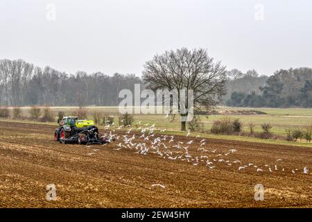 Goélands suivant un tracteur Fendt tirant une perceuse EasyDrill à alimentation pneumatique Sky, travaillant dans un champ de Norfolk. Banque D'Images