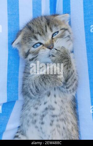 Chaton écossais. Portrait de chaton gris tabby. Repose sur le dos et lèche son paw sur un fond rayé bleu et blanc.Pets.chaton avec les yeux bleus Banque D'Images