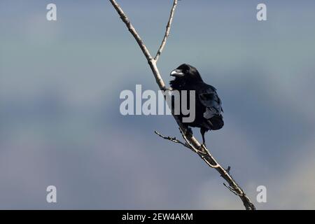 Corax Raven-Corvus commun. Banque D'Images