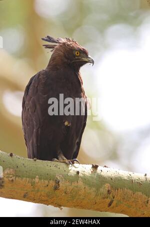 Aigle à aigrettes longues (Lopheetus occipitalis) adulte perchée sur la branche du parc national du lac Nakuru, Kenya Novembre Banque D'Images