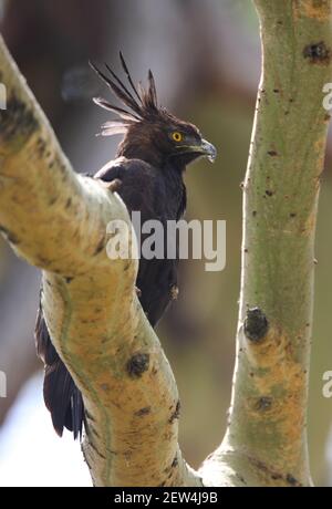 Aigle à aigrettes longues (Lopheetus occipitalis) adulte perchée sur la branche du parc national du lac Nakuru, Kenya Novembre Banque D'Images