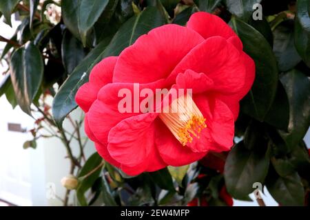 Camellia japonica «Adolphe Audusson» Camellia Adolphe Audusson – fleurs rouges profondes aux étamines saillantes, mars, Angleterre, Royaume-Uni Banque D'Images