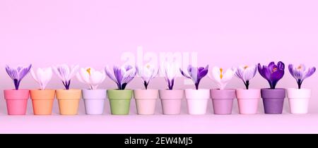 Magnifiques fleurs « crocus » fraîches en blanc et violet placées dans des coquetiers colorés et alignées horizontalement sur un fond gris. Banque D'Images