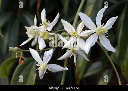 Clematis armandii ‘Snowdrift’ Armand clematis – plante grimpant avec des grappes de grandes fleurs blanches parfumées en forme d'étoile, mars, Angleterre, Royaume-Uni Banque D'Images