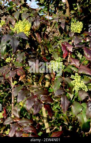 Mahonia aquifolium Smaragd raisin Oregon Smaragd – grappes de fleurs jaunes avec des feuilles rouge foncé et vert foncé, mars, Angleterre, Royaume-Uni Banque D'Images