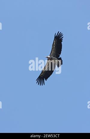 Ruppell's Vulture (Gyps rueppelli rueppelli) adulte en vol Hell's Gate NP, Kenya Novembre Banque D'Images