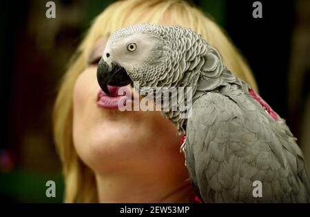 WENDY TURNER, PRÉSENTATRICE DU « PET RESCUE » DE LA TÉLÉVISION AVEC CASPER THE FOOTBALL PARROT EN PRÉPARATION DES PET OSCARS QUI SE TIENNENT À LONDRES CE SOIR. WENDY PRÉSENTERA LES PRIX.2 AOÛT 2001 PHOTO ANDY PARADISE Banque D'Images