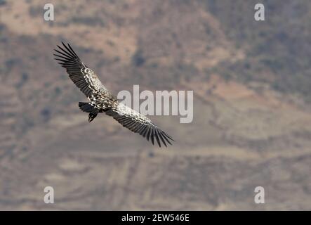 La Vulture de Ruppell (Gyps rueppelli) adulte survolant la gorge de Debre Libanos, en Éthiopie Avril Banque D'Images