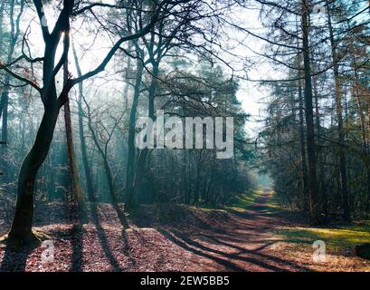 Poutres et ombres dans un bois brumeux avec des arbres à feuilles caduques et à aiguilles. Le chemin est recouvert d'une couche de feuilles mortes. Banque D'Images