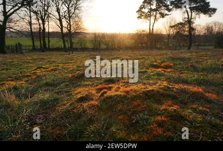 Lever du soleil sur le terrain. Le soleil levant projette une lueur dorée sur la mousse de cette prairie vallonnée Banque D'Images