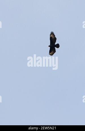 Aigle de Verreaux (Aquila verreauxii) adulte en vol Kenya Novembre Banque D'Images