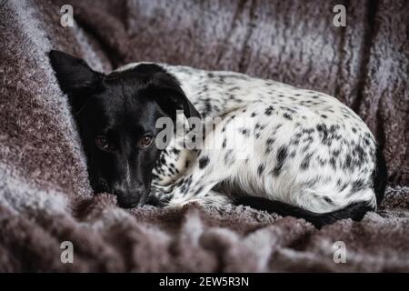 Portrait complet d'un chiot de chien tacheté femelle reposant sur le canapé avec un fond chaleureux Banque D'Images