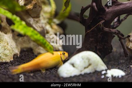 Jaune chinois algaey eater - Gyrinocheilus dans la pierre de nettoyage de réservoir de poisson. Concept aquaria Banque D'Images