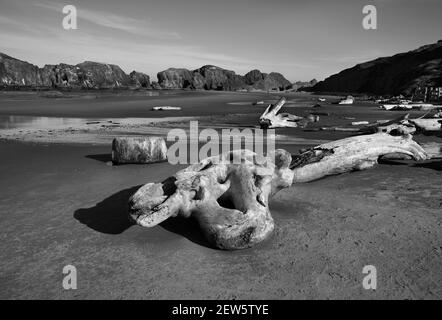 De grands morceaux de bois flotté se sont installés sur une plage pittoresque à Bandon, Oregon. Banque D'Images