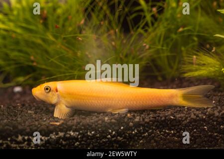 Jaune chinois algaey eater - Gyrinocheilus dans la pierre de nettoyage de réservoir de poisson. Concept aquaria Banque D'Images