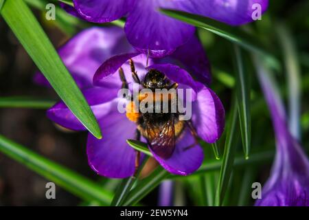 Bourdon ou abeille, gros plan sur la fleur de crocus pourpre. Apidae pendant la pollinisation ou la collecte de pollen. Pétales violets vifs dans le jardin Banque D'Images