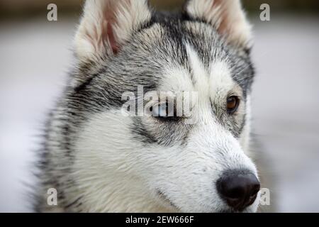 Portrait en gros plan d'une Husky femelle avec hétérochromie et un œil bleu Banque D'Images