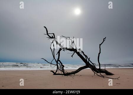 Grand arbre délavé en bois flotté sur la plage, réserve naturelle nationale de St Cyrus, Aberdeenshire, Écosse Banque D'Images